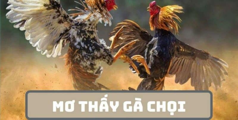 Nằm mơ thấy gà Báo hiệu điều gì trong tương lai